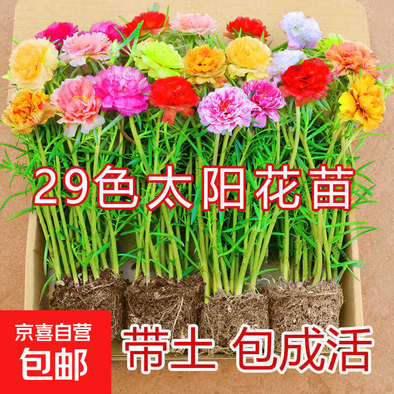 太阳花苗混色带根带土重瓣带花苞太阳花盆栽进口多色宿根枝条大花 重瓣混色 17-21色 50枝【带根带原土】送肥料