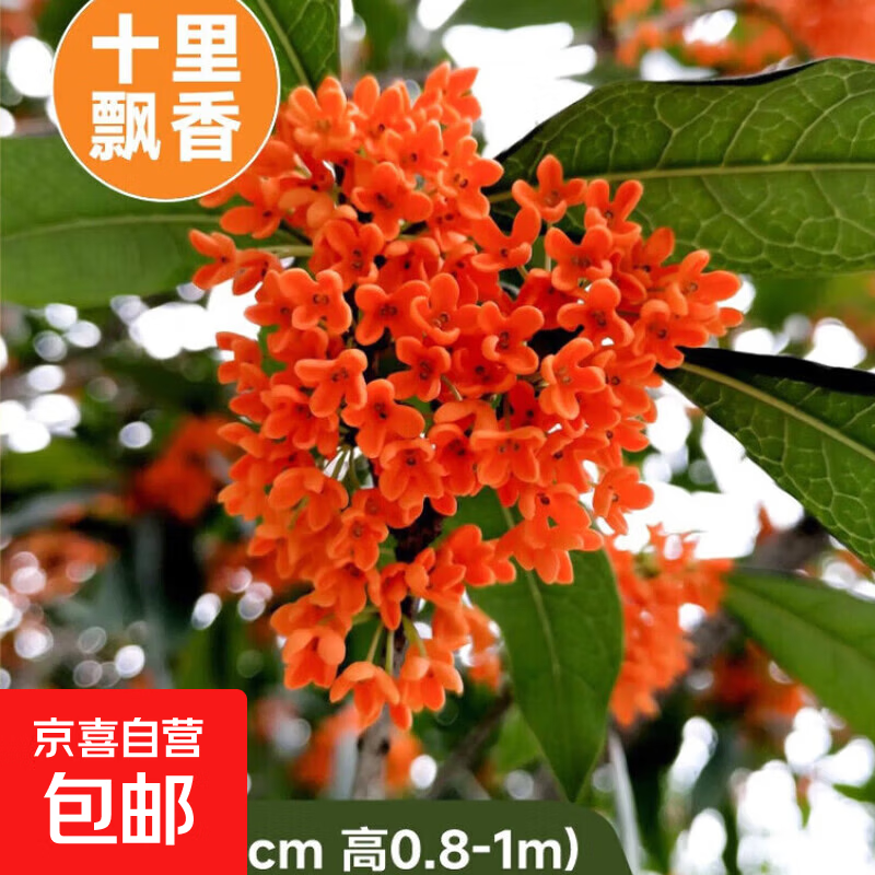 ���������������ļ��𻨻�ֲ���𵤹�ͥԺ����Ũ������ֲ���� ������ ��1cm ��0.8-1�����򷢻�