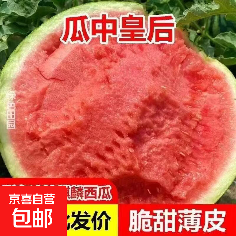 新鲜正宗冰糖麒麟瓜美都西瓜甜美多汁水果皮薄无籽有籽现摘现发 5-6斤【新鲜现摘 皮薄脆甜】