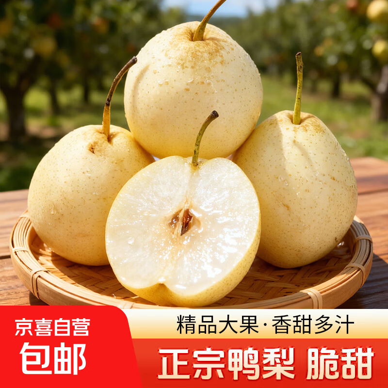 京喜加正宗河北脆甜鸭梨应季新鲜水果梨子薄皮酥脆超甜批发整箱包邮 带箱5斤（净重4.5斤）