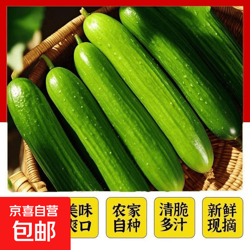 京喜加新鲜水果小黄瓜青瓜生鲜 水果黄瓜带箱2斤优选