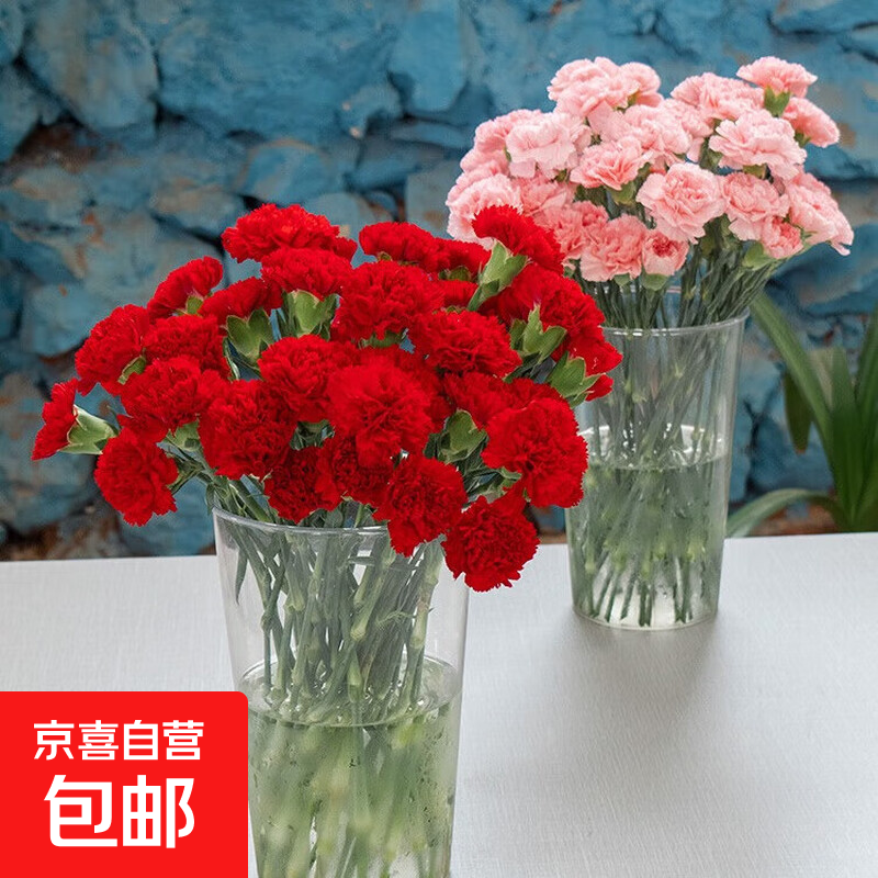 【年宵花】玫瑰向日葵康乃馨风铃鲜花云南直发情人节礼物新年装饰 随机康乃馨5枝