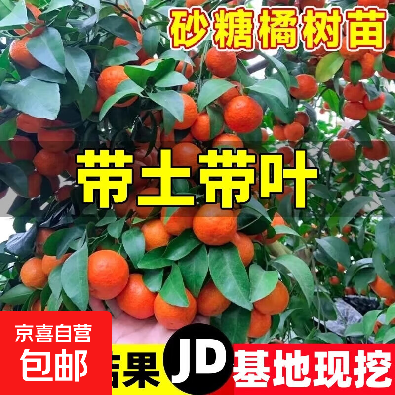 ���ڲ�������������ɰ�����������ϱ�����ֲ��ͥͥԺɳ�ǽ۹����������� ���������Ҷ��8�꾫ѡ�磨�������� 81cm(��)-110cm(��) 67.6Ԫ