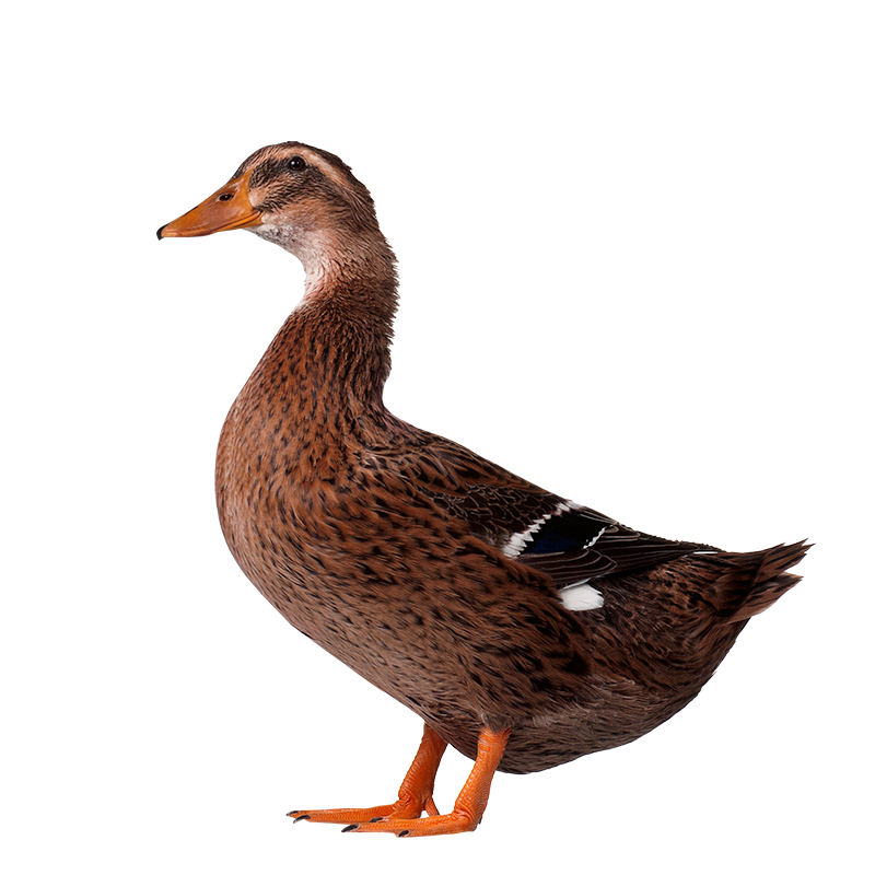 �ʿ ����ɢ����Ѽ2ֻ ����4�� ũ��Ѽ����Ѽ����Ѽ����ֻѼԴͷֱ�� 524.4Ԫ��2��(��262.2Ԫ/��)