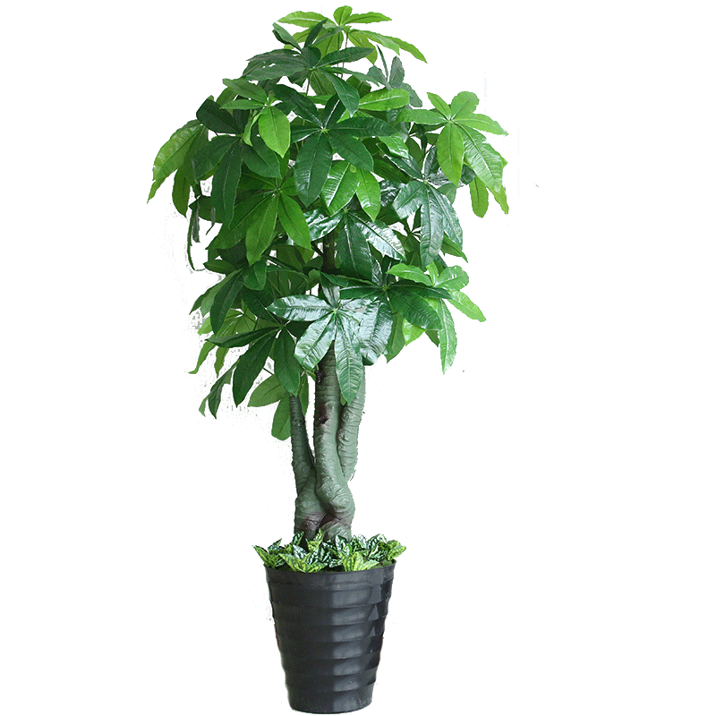 ��ѩ�����淢�����������ڷ��滨�ٻ��������װ����ֲ������������ֲ�� 1.5m���ӷ����� ���� �����