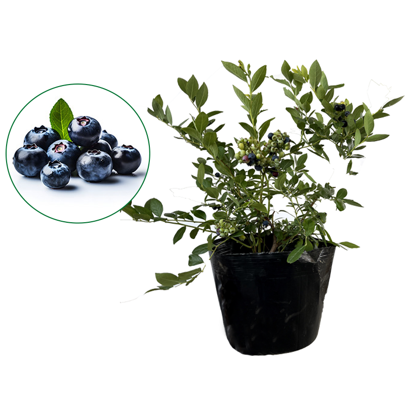 ������ ��ݮ���� ���� �������� �ϱ�����ֲ ��̨���Ե��� Դͷֱ�� 18.9Ԫ