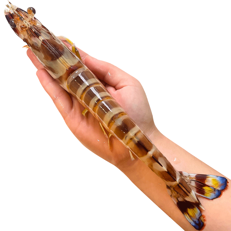 ���ڲ�������ϲ����ɽ�Ž�Ϻ��ΧϺ���ʺڻ�Ϻ�ʻ�����Ϻˮ���ٶ��߽�Ϻ��Ϻ 500g(����)  10-12cm ��23-28ͷ/� 69Ԫ