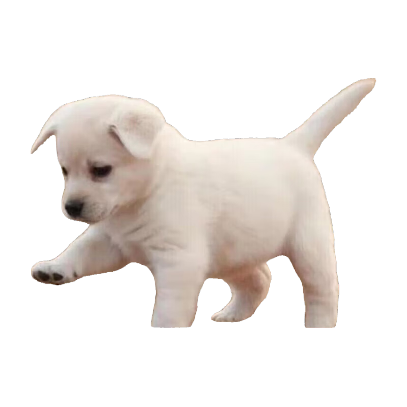 旺园兴中华田园犬家养幼犬土狗小狗混血狗大黄狗活体种狗崽