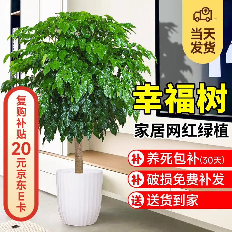 爱优尚幸福树盆栽客厅室内大型绿植办公室乔迁新家绿宝净化空气源头直发