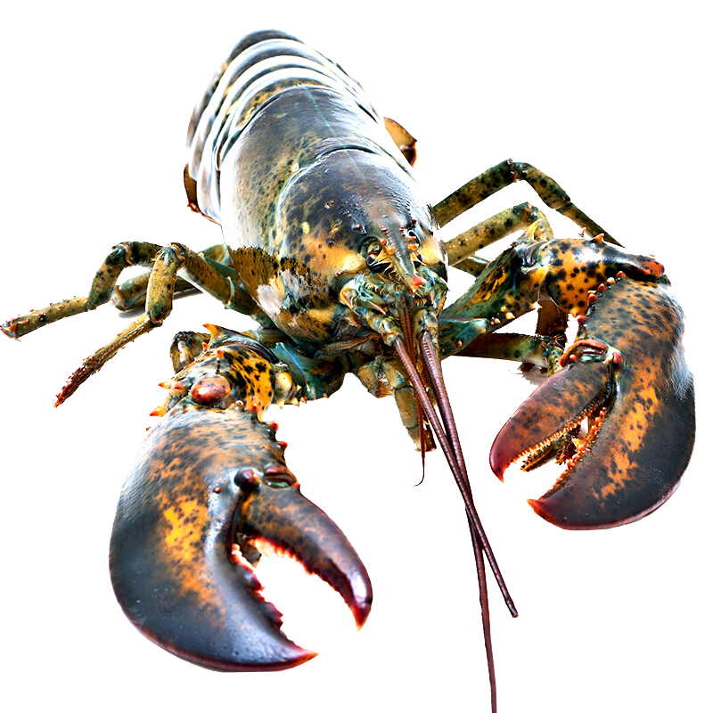 ��ʳ ��ʿ����Ϻ�����䶳������������Ϻ����Ϻ��������� ��ʿ����Ϻ�������� 2ֻװ������400-500g/ֻ��ʵ��