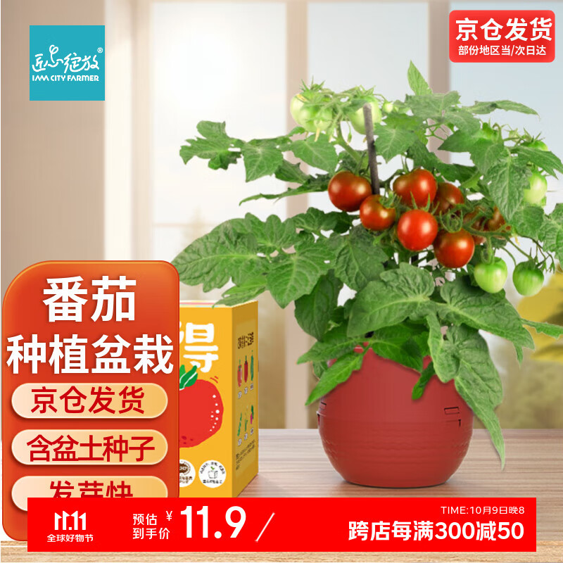 IAM City Farmer儿童种植小盆栽小小果蔬园绿植幼儿园陪伴盆栽植物观察番茄10013