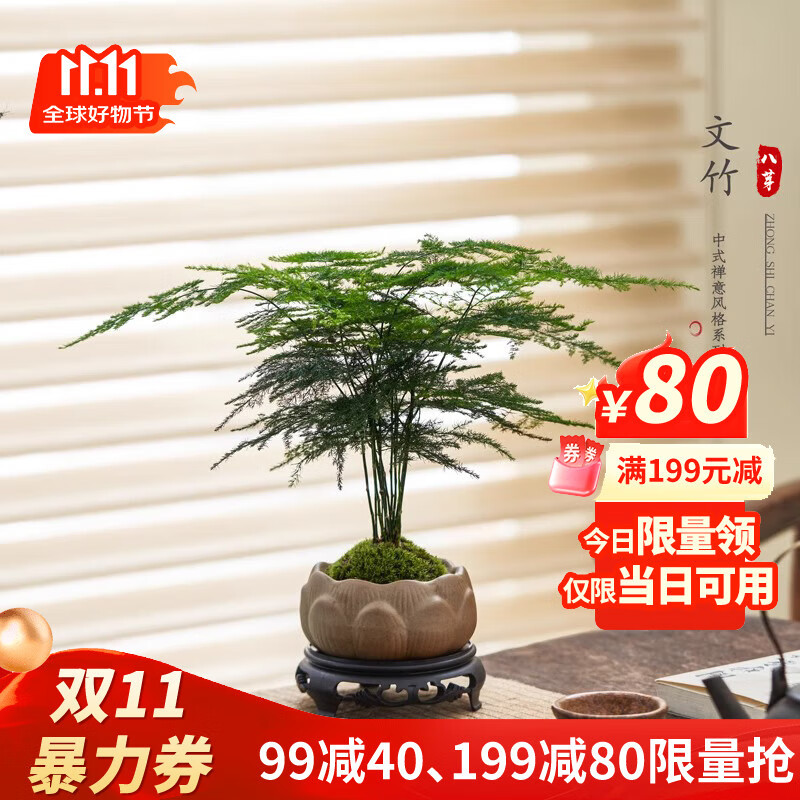 八芽文竹盆栽植物室内客厅中式禅意盆景好养绿植办公室摆件创意花卉 莲花盆文竹（带密胺托） 带盆栽好