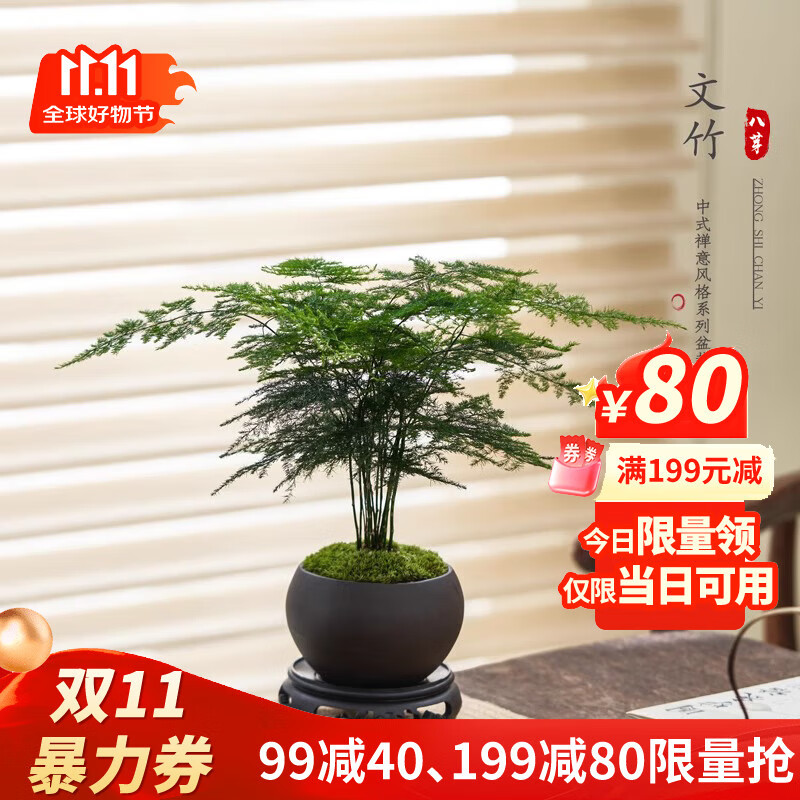 八芽文竹盆栽植物室内客厅中式禅意盆景好养绿植办公室摆件创意花卉 禅意盆文竹-含密胺托盘 带盆栽好