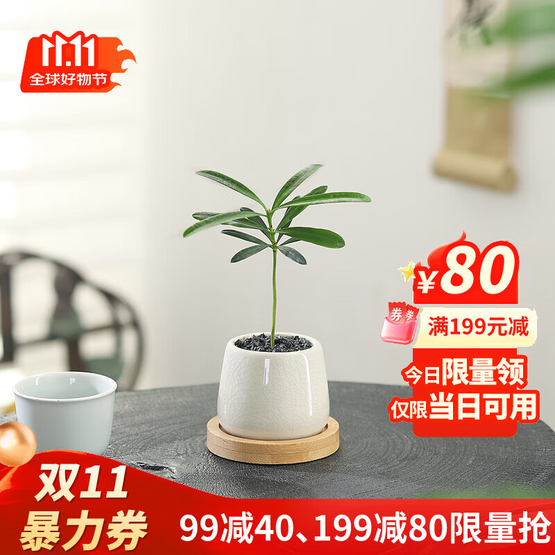 八芽迷你盆栽绿植室内桌面办公室好养花卉小盆景四季常青植物净化空气 罗汉松-白小雪梨盆-竹底托 带盆栽好