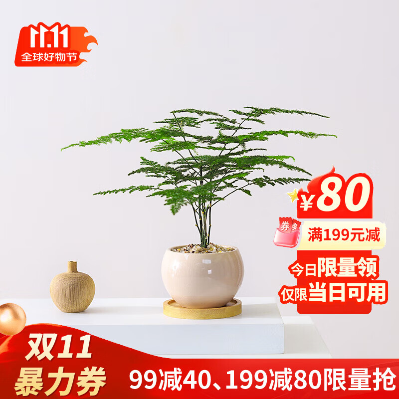 喜鹊说文竹盆栽室内办公室绿植客厅茶几桌面微景观趣味创意迷你植物摆件 文竹+陶瓷小汤圆盆+竹底托+铺面