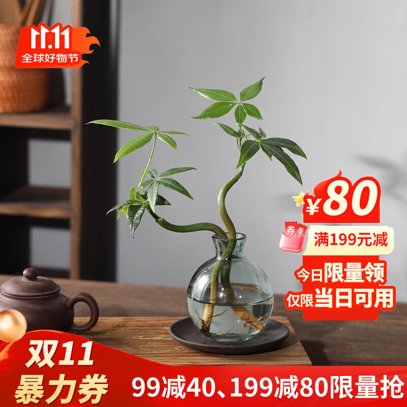 八芽发财树小盆栽花卉水培植物客厅桌面绿植室内四季招财树办公室好养 双杆发财树-小蓝瓶-含紫砂托 含盆