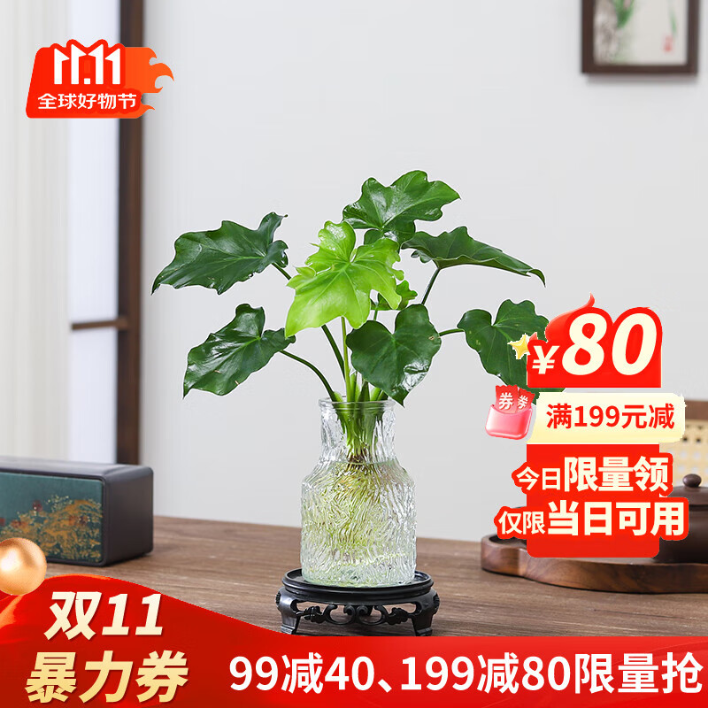 八芽文竹盆栽懒人水培植物客厅室内桌面好养四季好养发财树绿植吸甲醛 春羽-波浪瓶-密胺托盘 含盆