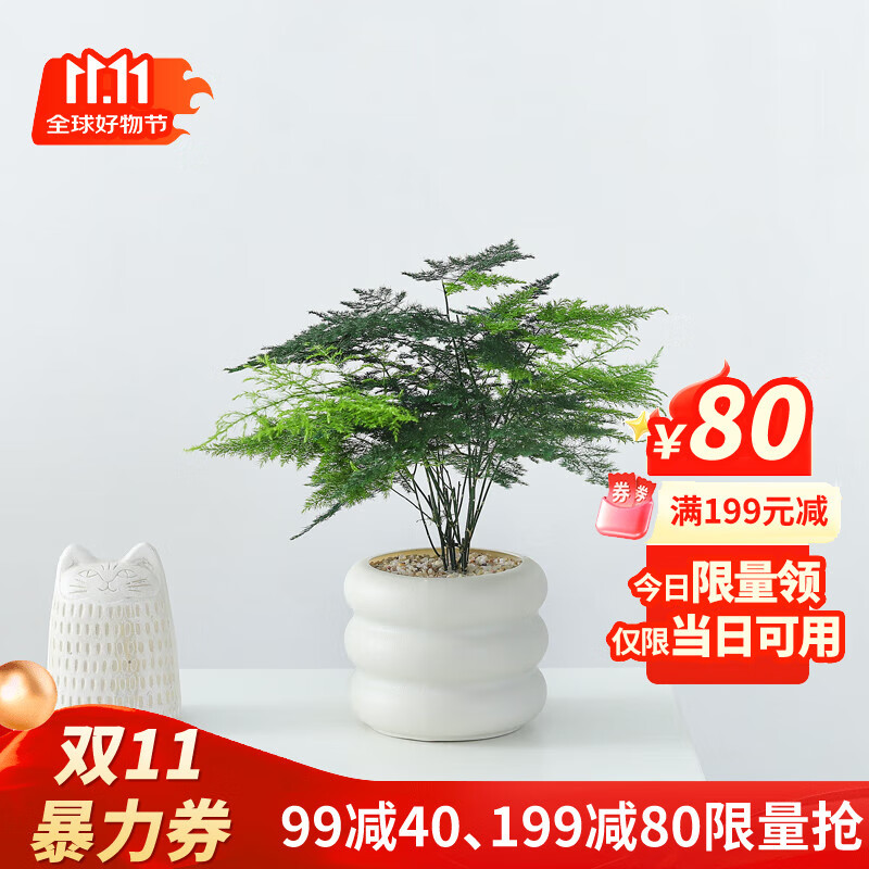 喜鹊说绿公主盆栽室内办公桌面客厅好养活绿植四季常青花卉植物净化空气 文竹+PVC小甜甜圈盆+铺面 带盆栽好