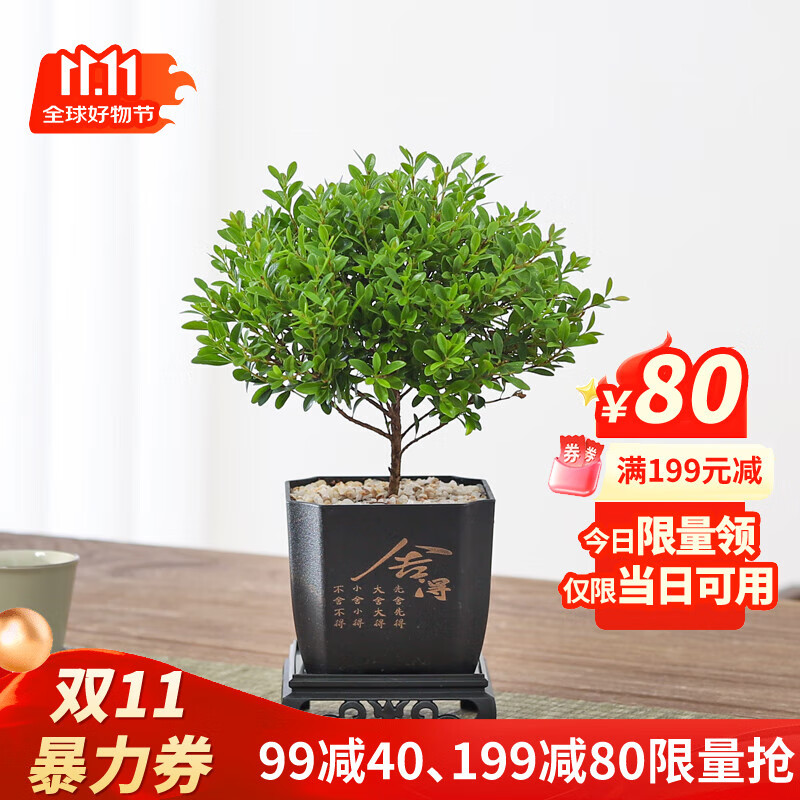 八芽小叶赤楠盆栽室内桌面客厅好养花卉绿植净化空气四季常青盆景植物 小叶赤楠-舍得盆-方形密胺 带盆栽好