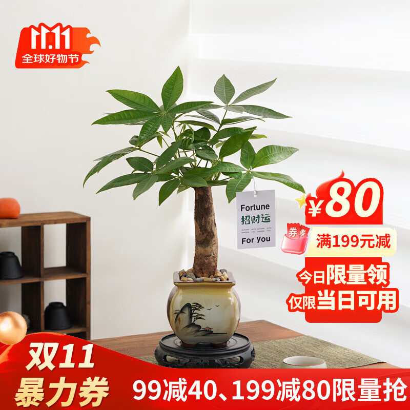 八芽盆栽发财树植物室内禅意招财树盆景办公室桌面绿植源头直发包邮 单粗杆发财树-山居盆-大密胺托盘 含盆