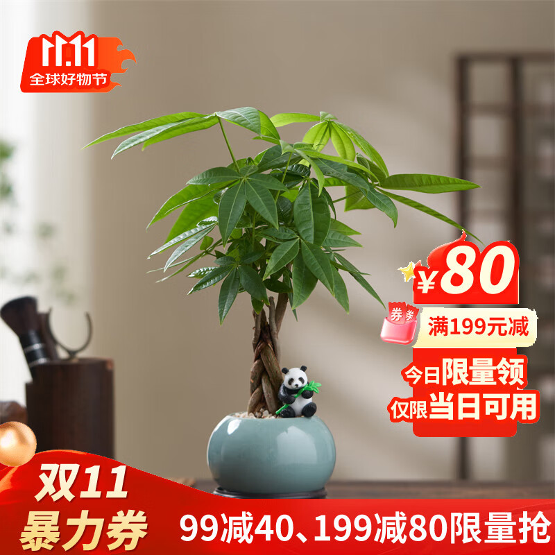 八芽盆栽发财树植物室内禅意招财树盆景办公室桌面绿植源头直发包邮 辫子发财树-圆肚盆-熊猫-密胺托 含盆