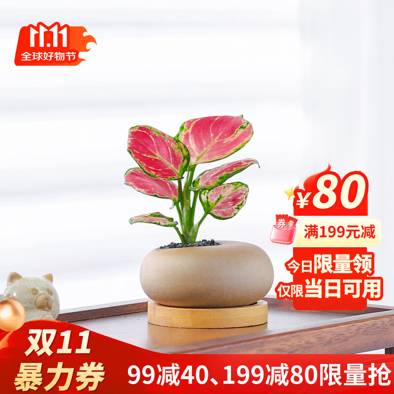 八芽达摩九里香盆栽办公桌面懒人好养花卉小绿植室内茶几文竹植物盆景 迷你吉利红-素砂鹌鹑蛋盆-竹底托 整体高约10CM及以下