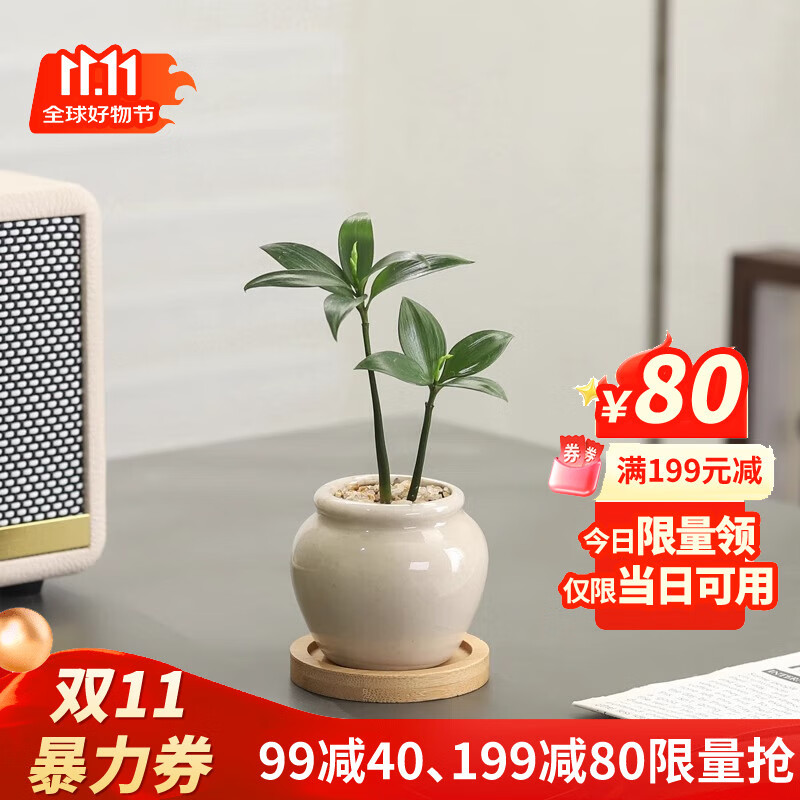 八芽海岛罗汉松指尖微型盆栽桌面小绿植迷你拇指好养植物源头直发包邮 竹柏-陶瓷小茶罐盆-竹底托-铺面石 陶瓷盆-带盆栽好