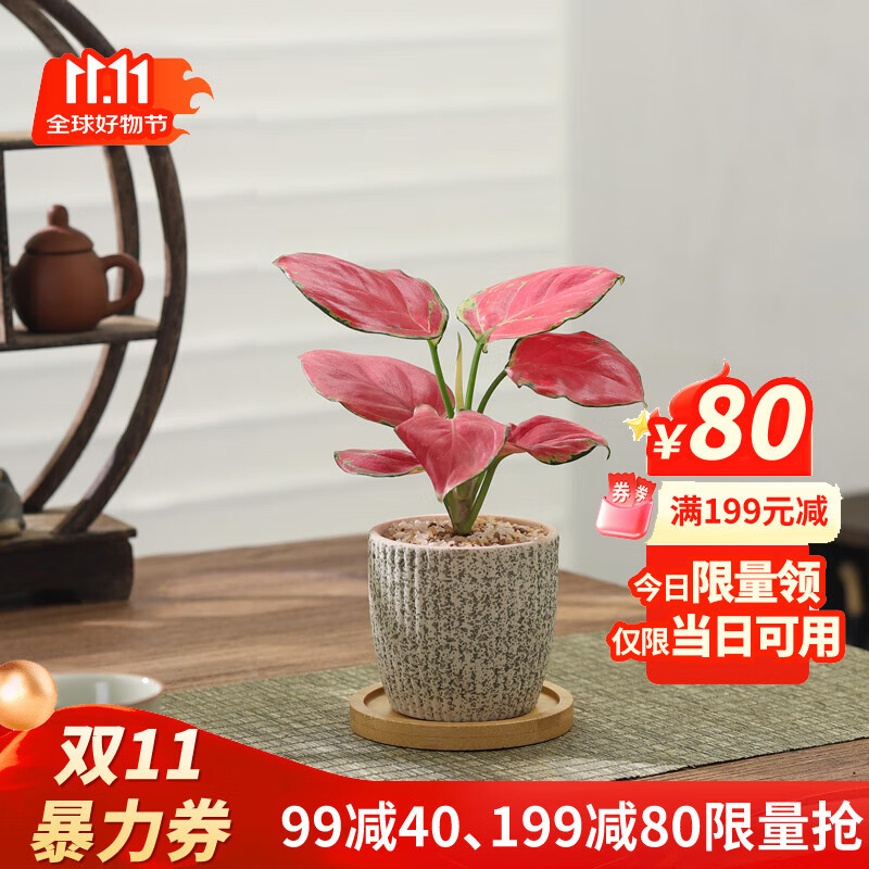 八芽如意盆栽吉利红室内好养花卉小绿植办公桌面植物盆景源头直发包邮 迷你吉利红-星徽渐变盆-竹底托 带陶瓷盆栽好