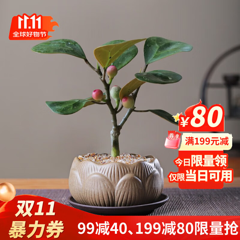 八芽盆栽小盼菩提树植物室内禅意盆景办公室桌面好养绿植源头直发包邮 莲花盆菩提（含紫砂托盘）