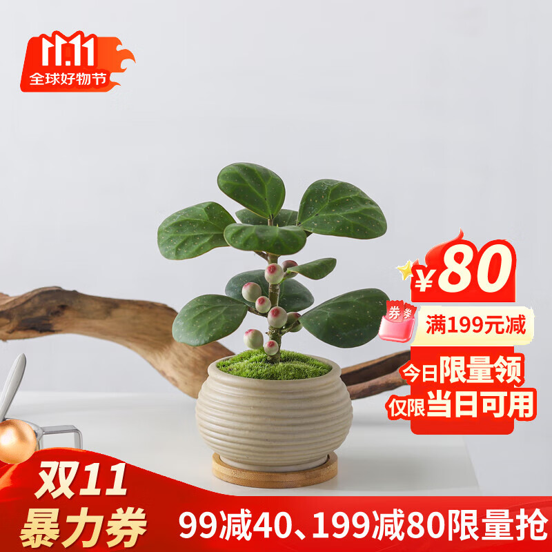 喜鹊说小盼菩提树盆栽植物室内观果绿植客厅盆景办公室净化空气桌面好养 小盼菩提-素砂盆-竹底托 带盆栽好