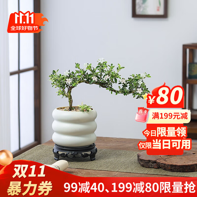 八芽悬崖六月雪盆栽金边老桩弯枝造型中式禅意盆景客厅桌面好养绿植 六月雪-PVC小甜甜圈盆-密胺托盘 带盆栽好