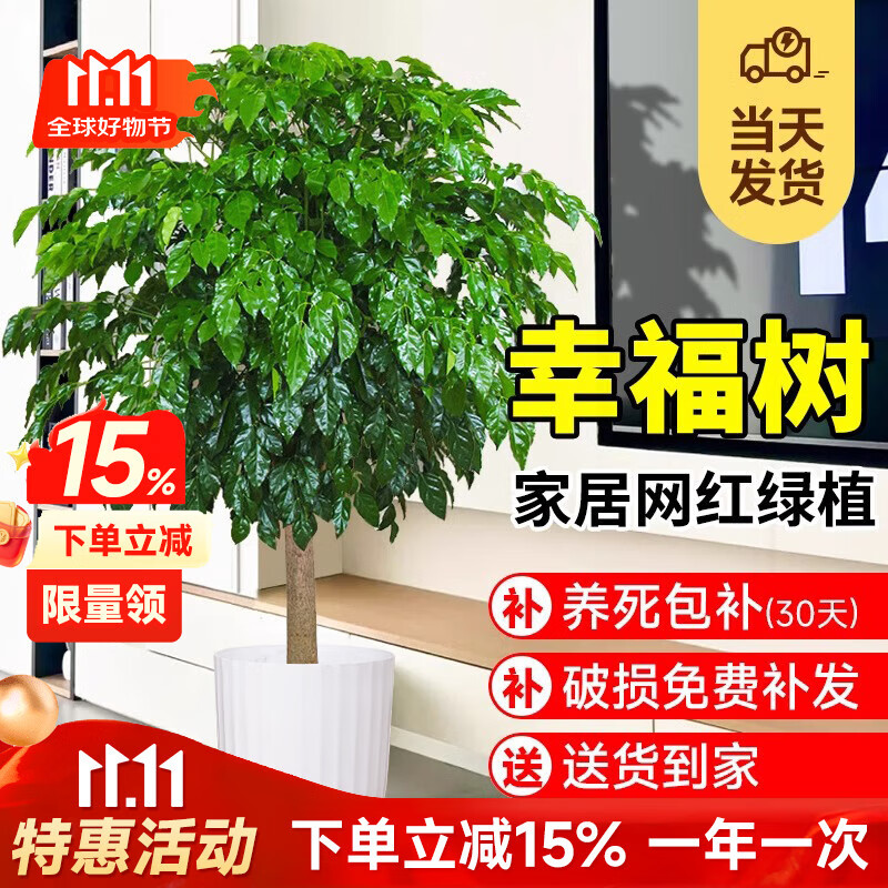 爱优尚幸福树盆栽客厅室内大型绿植办公室乔迁新家绿宝净化空气源头直发