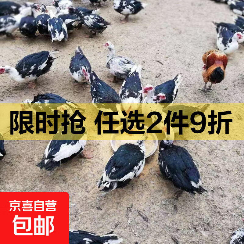 农家散养半番鸭 新鲜鸭子土鸭老鸭整只生鲜冷冻鲜鸭炖汤红烧鸭肉 两只番鸭10斤（单只5斤）