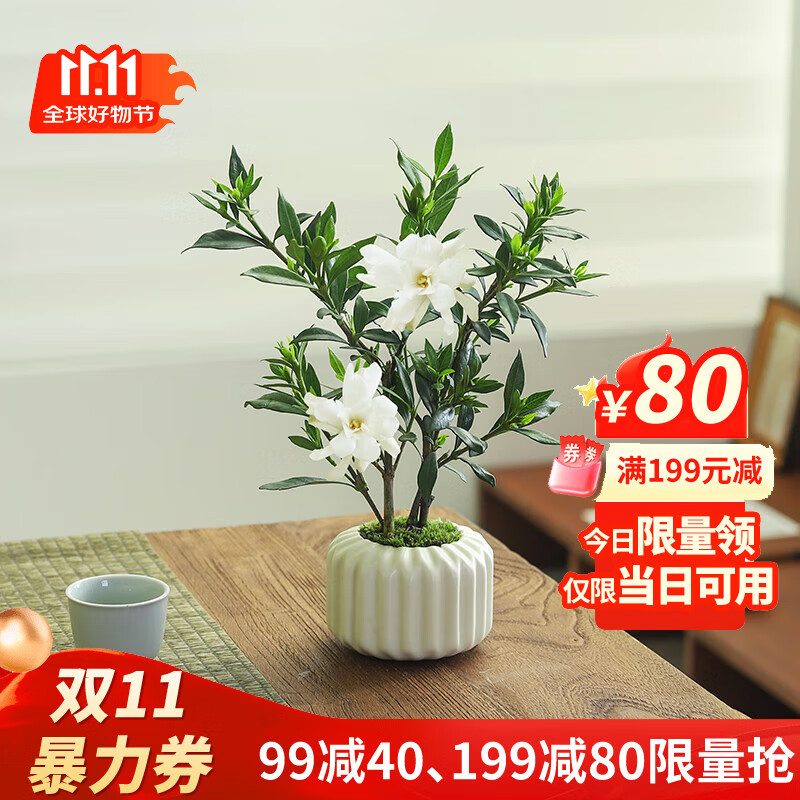 八芽小叶栀子花盆栽开花植物室内桌面茶几好养花卉绿植办公室净化空气 小叶栀子花-陶瓷竖纹盆 带盆栽好