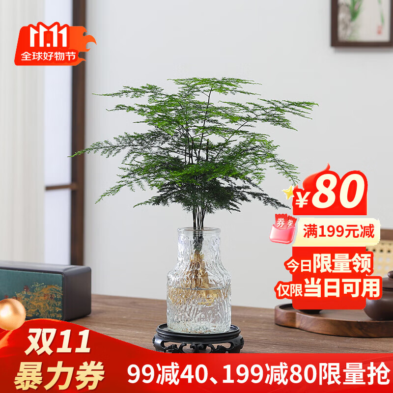 八芽文竹盆栽懒人水培植物客厅室内桌面好养四季好养发财树绿植吸甲醛 文竹-波浪瓶-密胺托盘 含盆