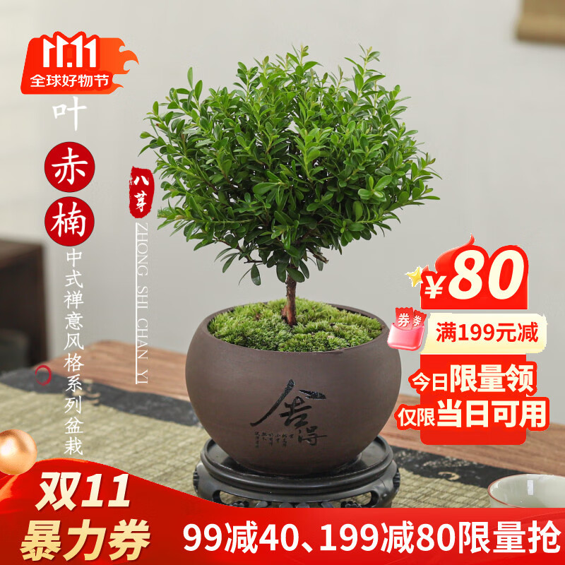 八芽 小叶赤楠盆景摆件