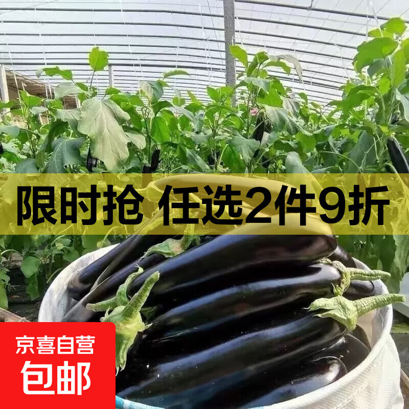 现摘现发绿把茄子2斤