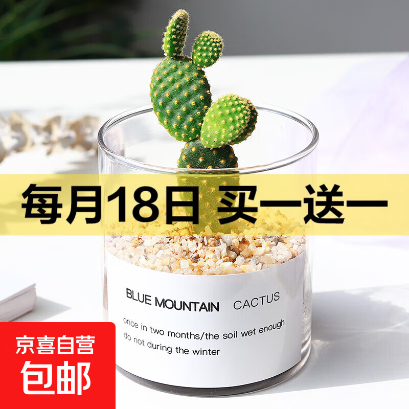 多肉植物仙人掌盆栽室内肉肉仙人球小盆栽开花可爱桌面绿植 黄毛掌+玻璃盆+黄金砂+营养土 含盆