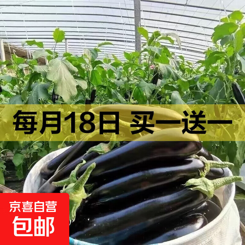 现摘现发绿把茄子2斤