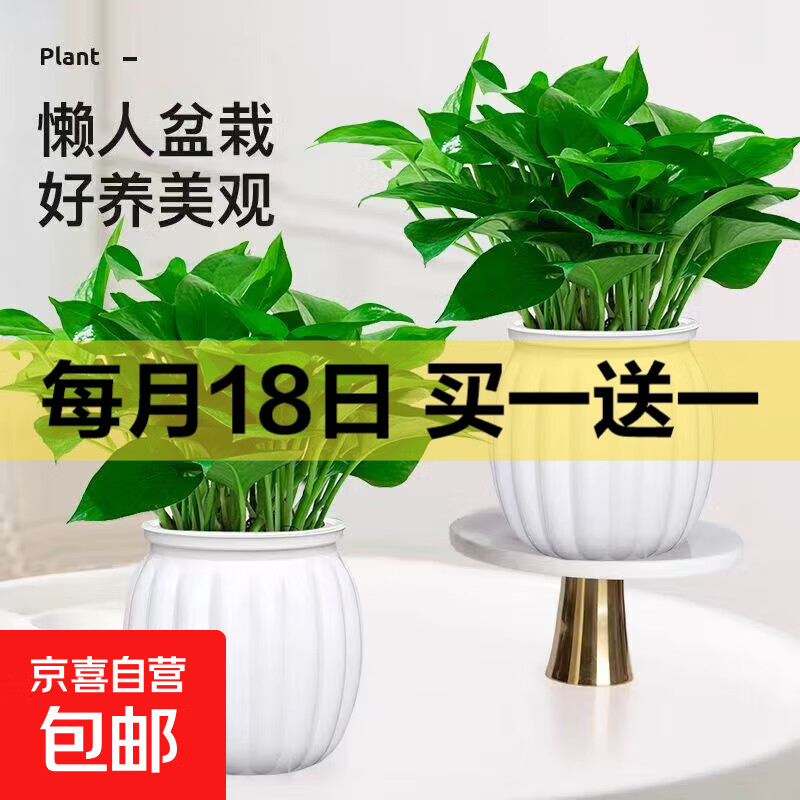 绿萝除甲醛室内净化空气水培植物懒人办公防辐射新房必备绿植鲜花 【2盆】冠幅15cm绿萝+白色南瓜盆