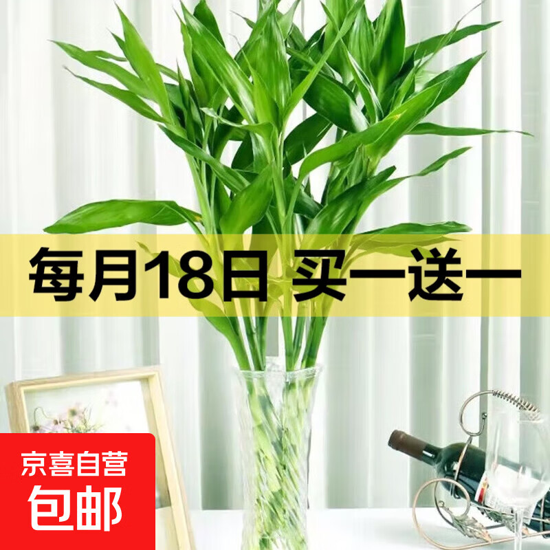 【富贵竹】水培节节高室内绿植客厅招财植物鲜花卉好养常绿七夕 绿色水培富贵竹60cm5枝