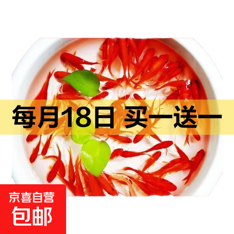 中国红冷水淡水观赏鱼锦鲤鱼活鱼金鱼小型好养红鲤鱼纯种小锦鲤 4-6CM红草金三条【2送1备损】