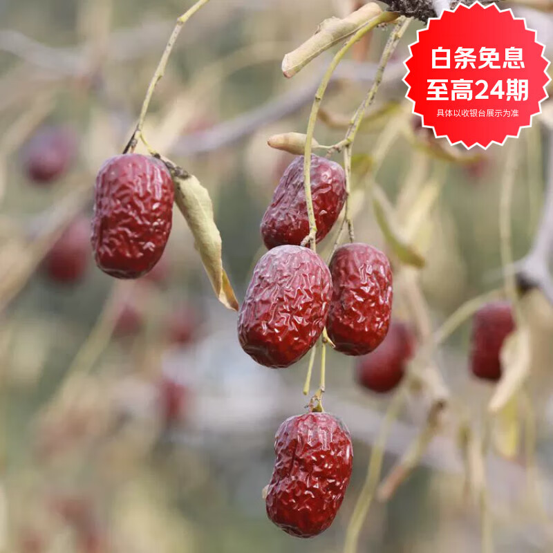 枣红栆杞新疆若羌灰枣原生态休闲吊干特级若羌灰枣大枣未清洗正宗若羌红枣 一级灰枣5斤装【未洗 新疆直发】