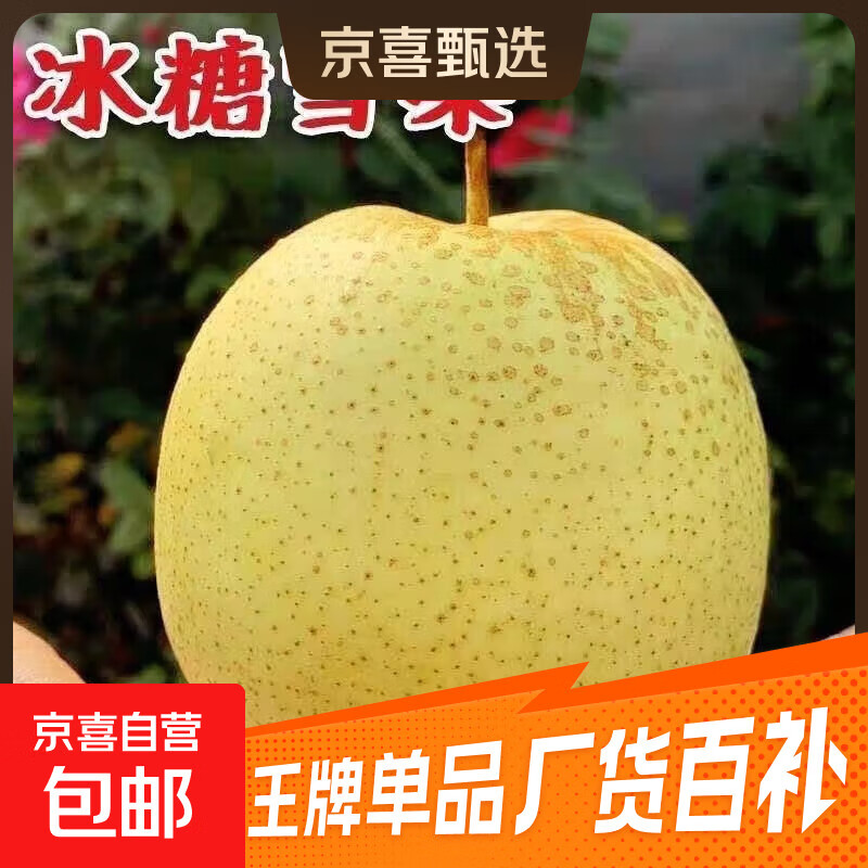 赵县雪花梨正宗河北赵县雪花梨新鲜水果产地直发活动专项1 雪花梨带箱2斤
