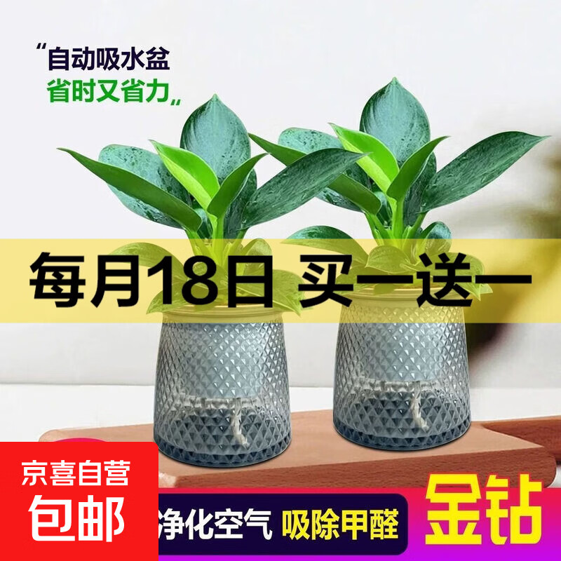 特价大叶金钻绿公主盆栽植物除甲醛绿植办公室四季常青室内摆放花 【拍一发二】金钻+灰繁星吸水盆 含盆高度15-20厘米
