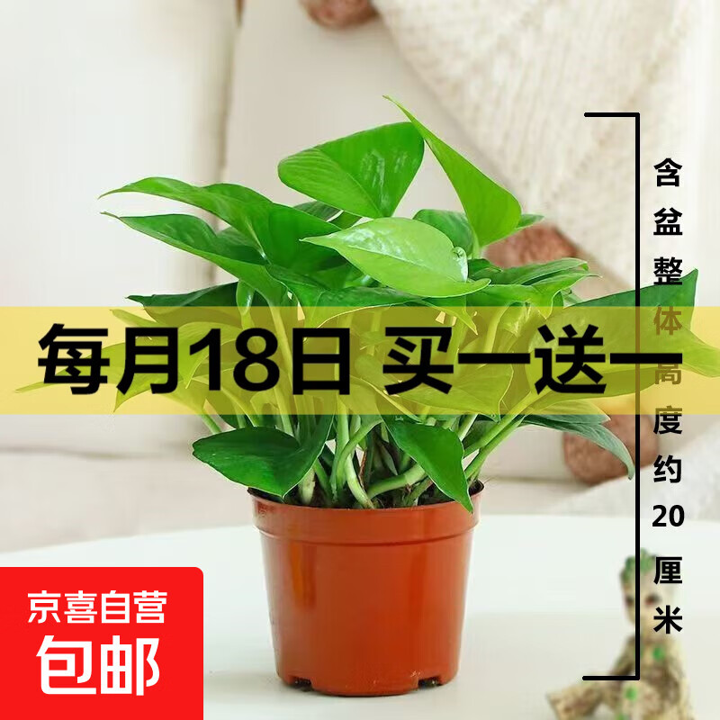 【绿萝盆栽带精致南瓜储水盆】吸甲醛净化空气水培绿植物花卉好养 【1盆】绿萝+原盆原土 整体含盆高度20-25cm