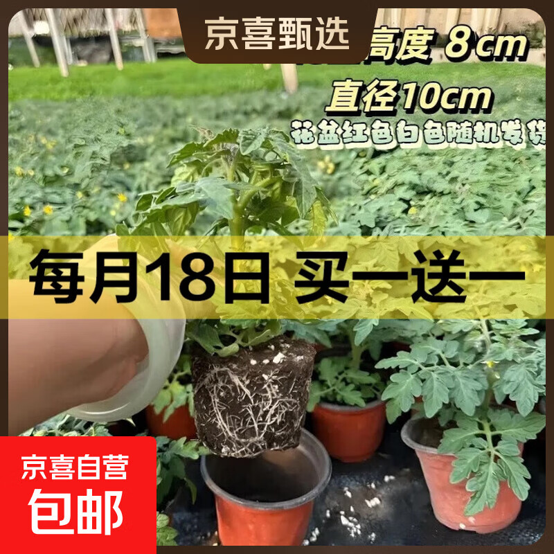 寿光超甜红黄黑矮生盆栽小樱桃番茄盆栽秧苗带土球阳台四季西红柿 矮生红番茄盆栽1盆+1包肥