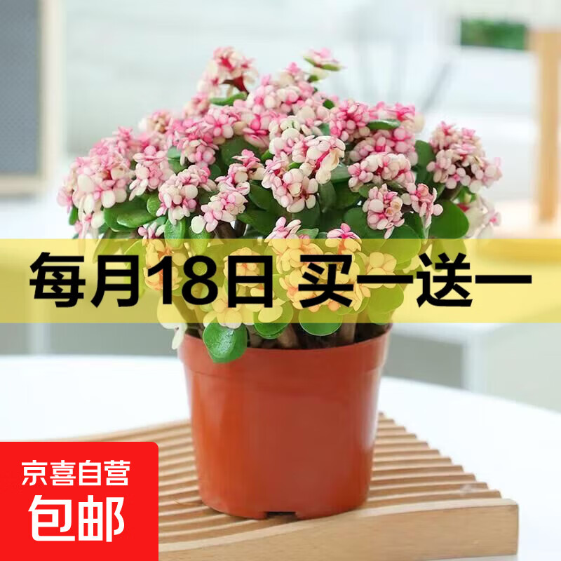 盆栽水培多肉植物室内花卉办公老桩绿植净化好养肉肉盆景 小金枝玉叶(丛生多枝)原盆 含盆