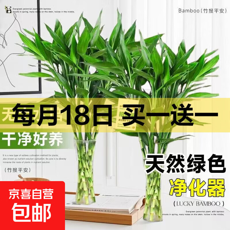 富贵竹60cm共10枝 6.99 卡仕伽坚果芙176g/盒 约22包 共2盒 15.4 - 线报酷