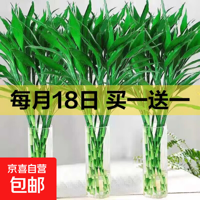 【富贵竹】广州发货水培植物好养懒人节节高供佛办公室内礼物七夕 富贵竹60cm10支